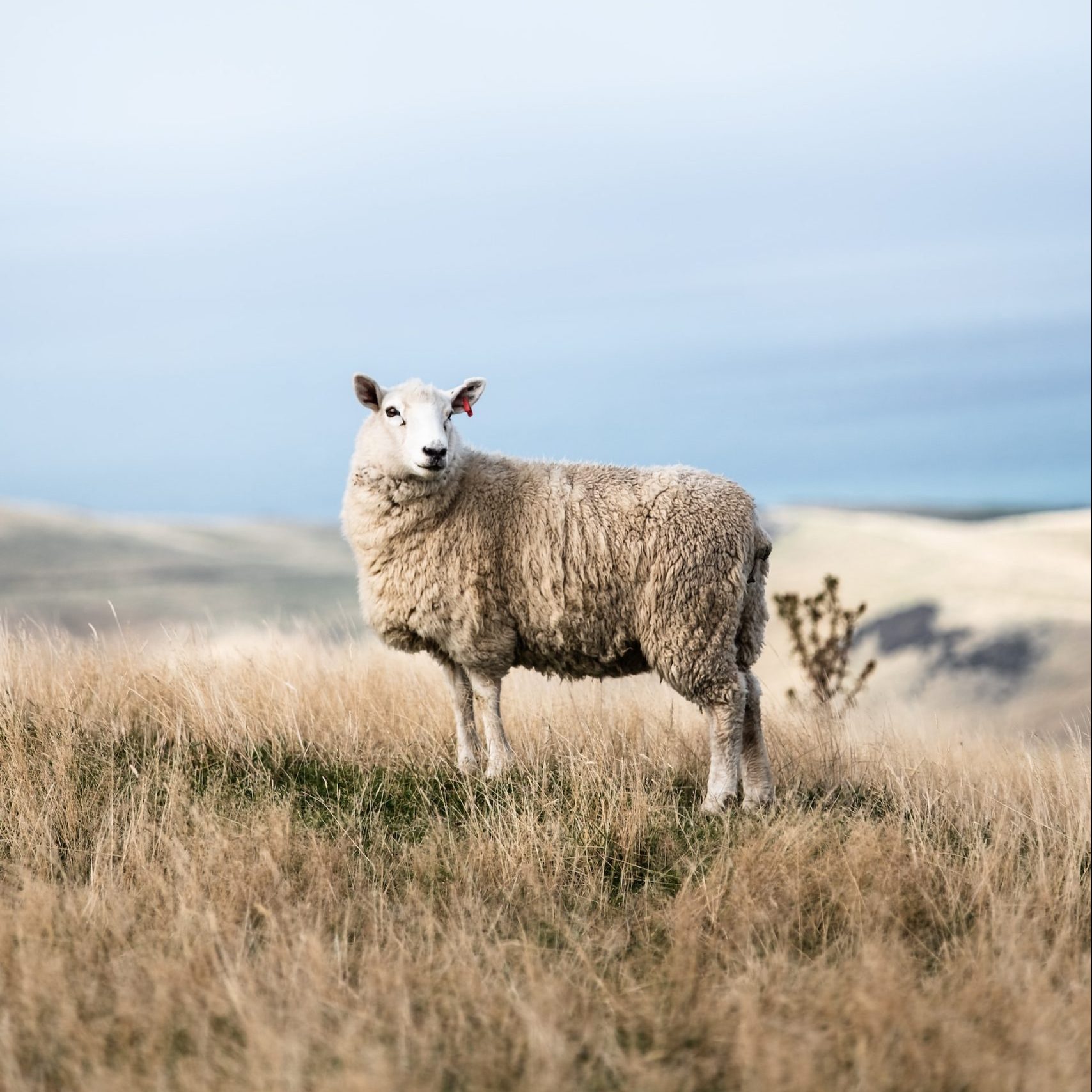 Everyday Blessing: LOST SHEEP (DOMBA YANG HILANG)