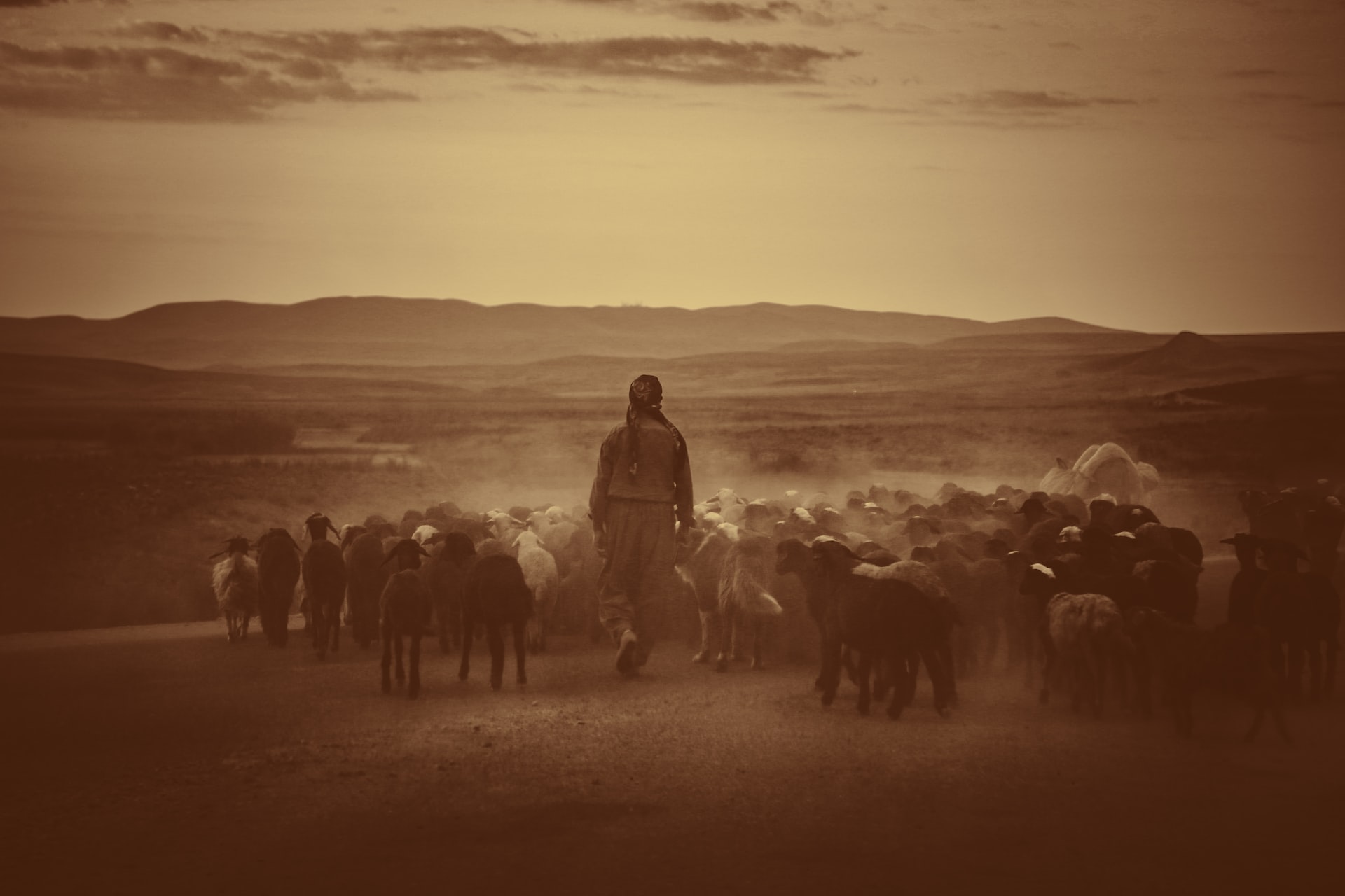 Everyday Blessing: SHEPHERD (GEMBALA)