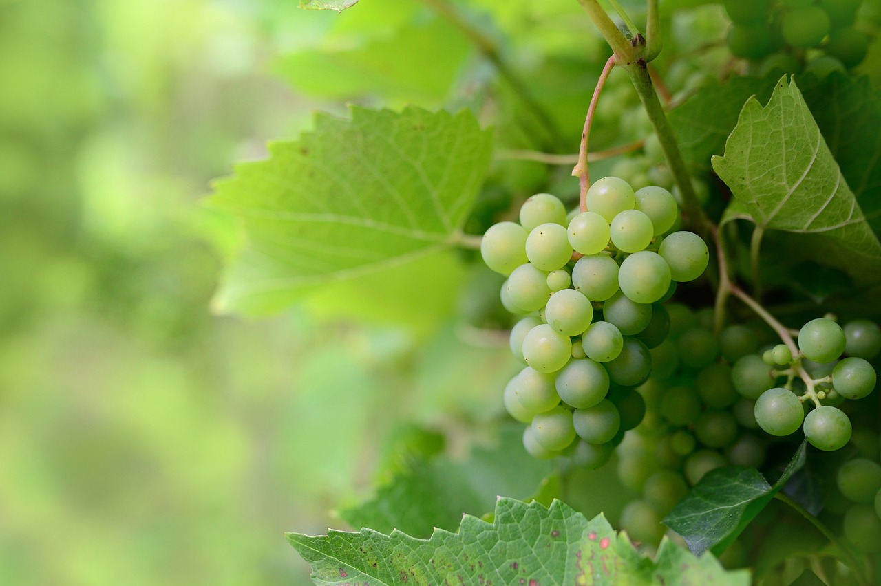 Everyday Blessing: FRUITFUL (BERBUAH)