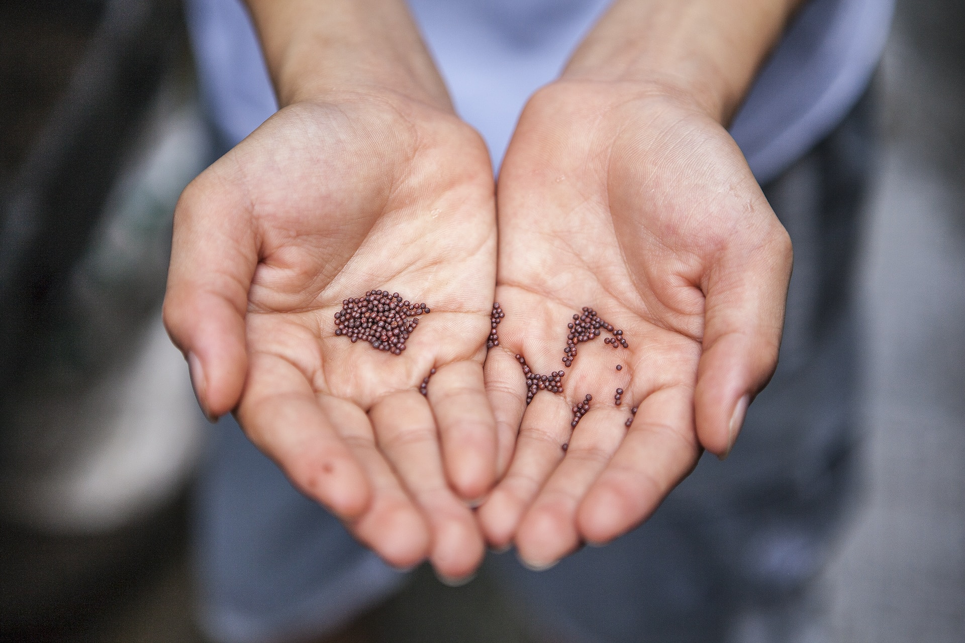 Everyday Blessing: SEED (BENIH)