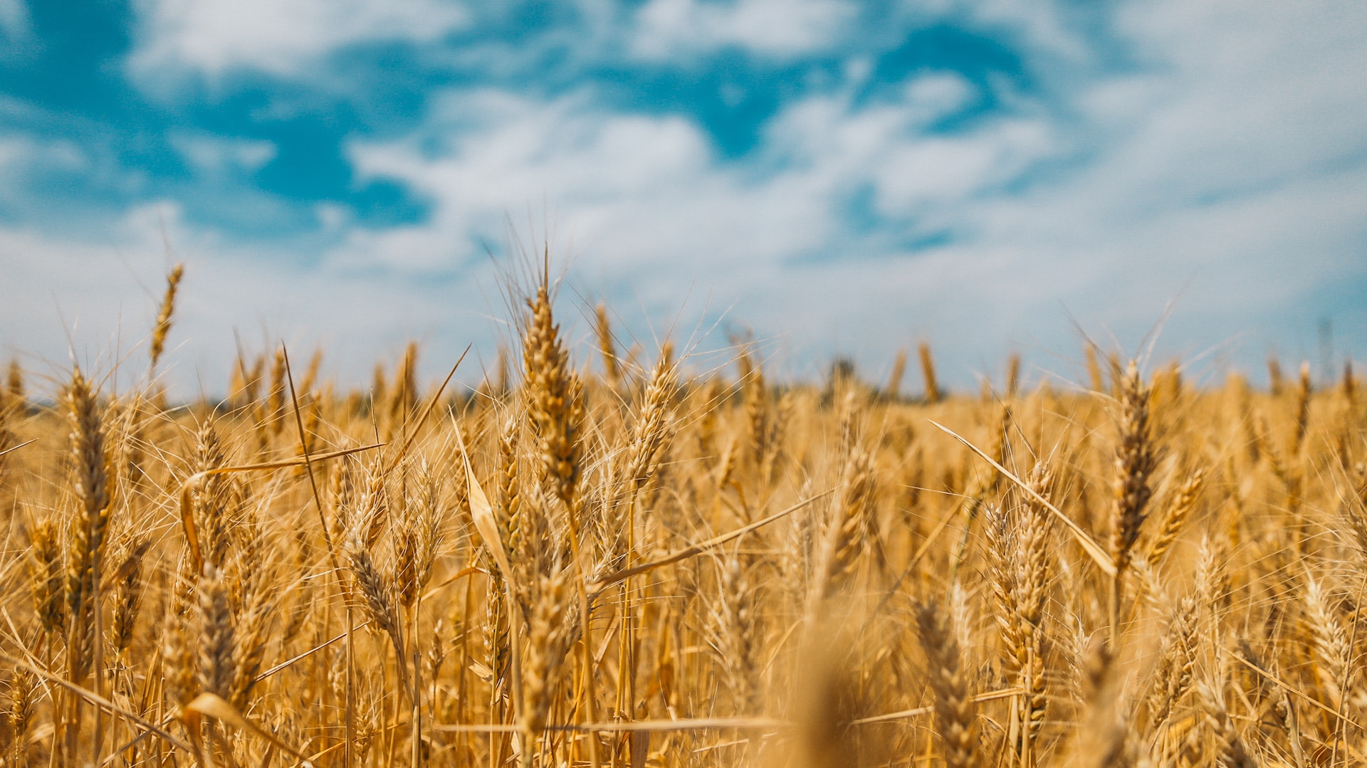 Everyday Blessing: Wheat and Weeds (Gandum dan Ilalang)