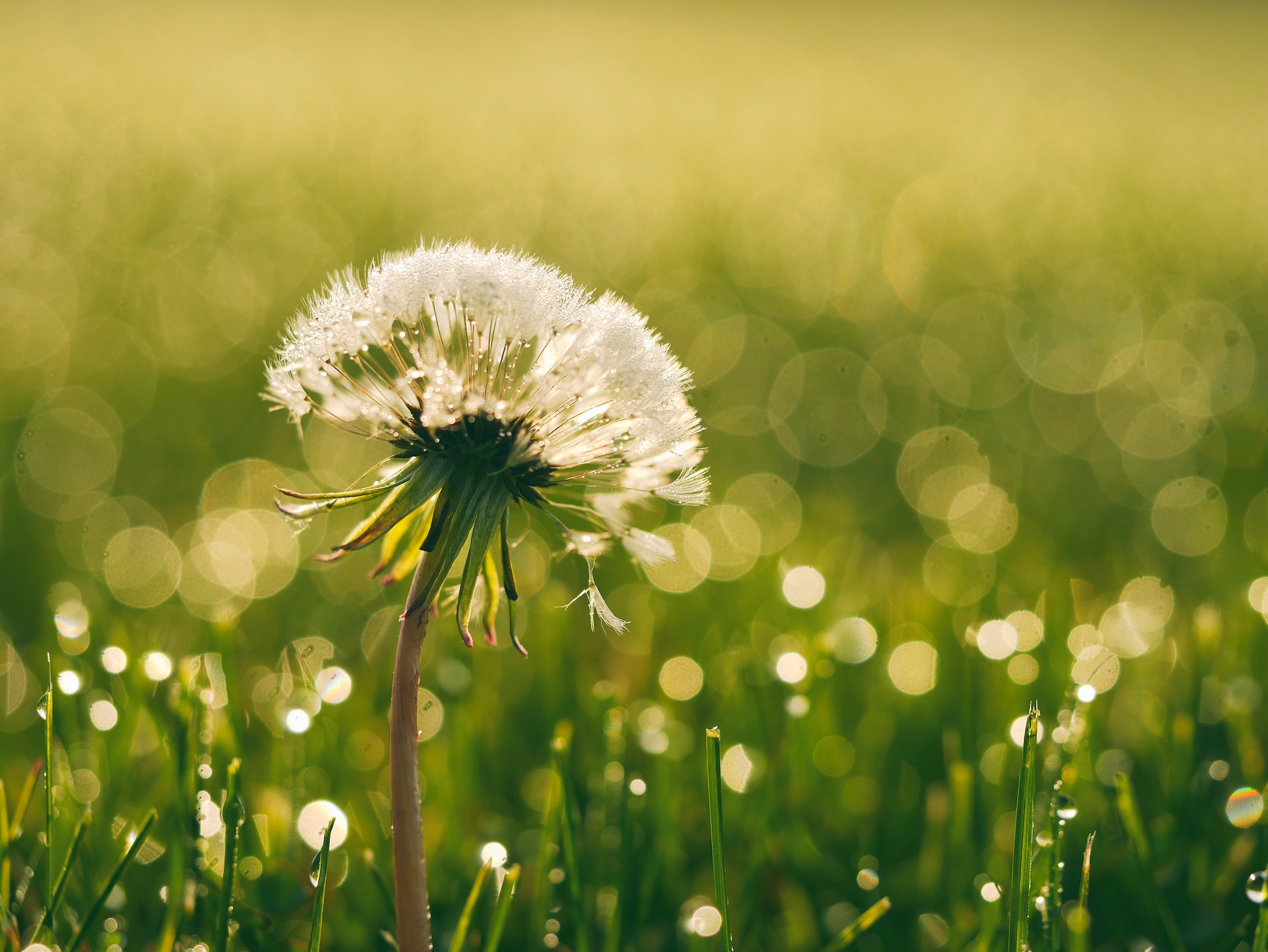 Everyday Blessing: HOPE IN GOD (BERHARAP PADA TUHAN)