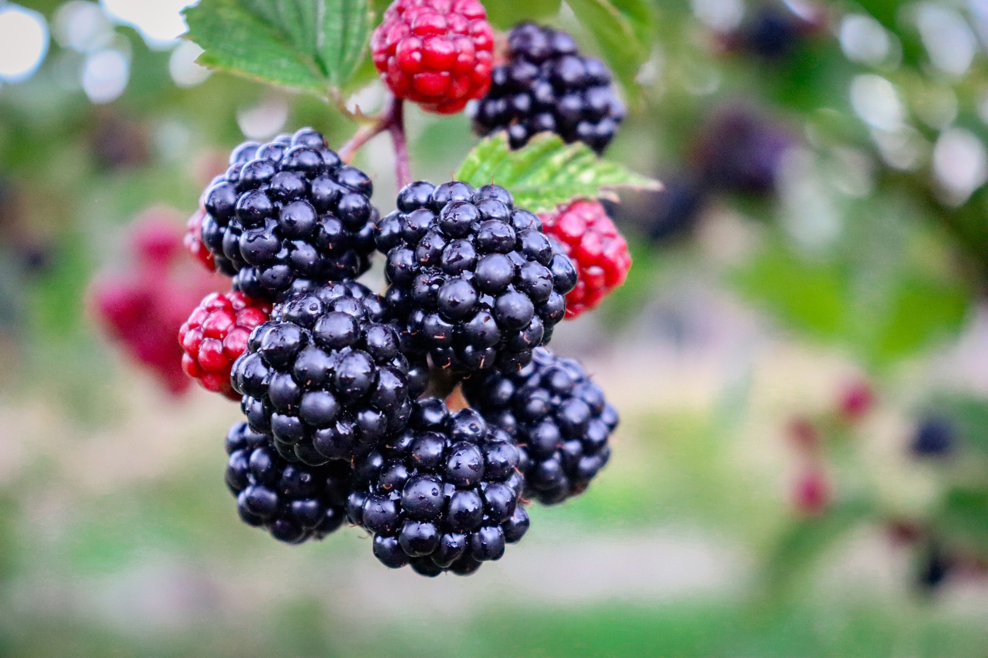 Everyday Blessing: FRUITFUL LIFE (HIDUP YANG BERBUAH)