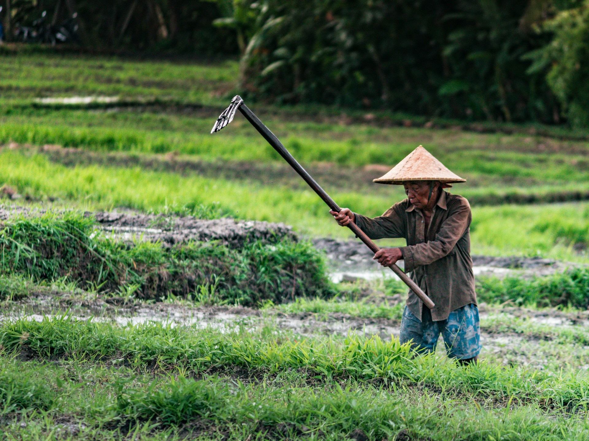 Everyday Blessing: THE FARMER (PETANI)