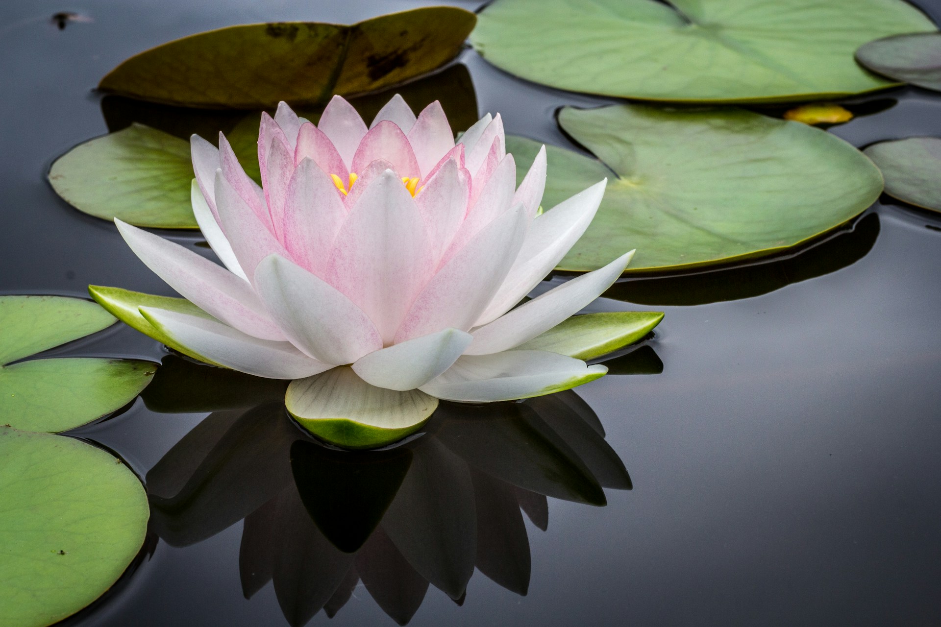 Everyday Blessing: GRACE (KASIH KARUNIA)